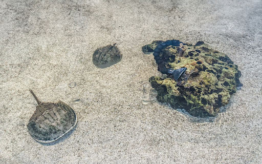 Sea creatures on the sandy shore  from Chrome web store to be run with OffiDocs Chromium online