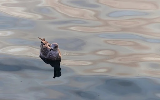 SEAFOOD Theme  from Chrome web store to be run with OffiDocs Chromium online