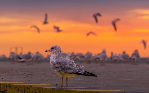 Seagull at Dusk  from Chrome web store to be run with OffiDocs Chromium online
