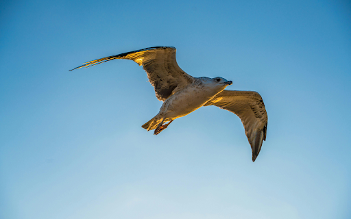 Seagull Flying on the Clear Sky  from Chrome web store to be run with OffiDocs Chromium online