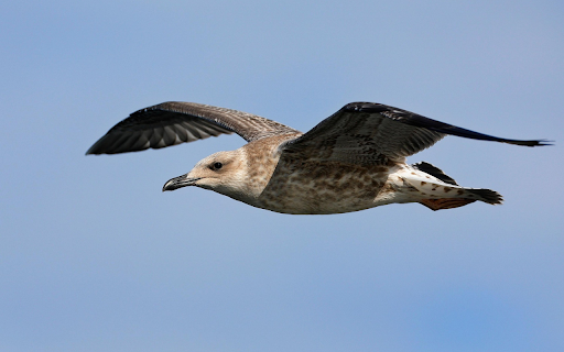 Seagull in Flight  from Chrome web store to be run with OffiDocs Chromium online