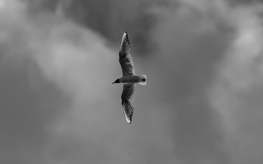 Seagull in Flight Black and White  from Chrome web store to be run with OffiDocs Chromium online