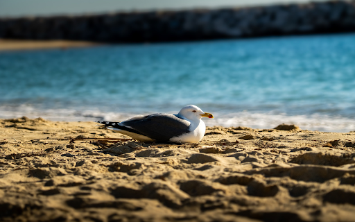 Seagull lying on the sand  from Chrome web store to be run with OffiDocs Chromium online