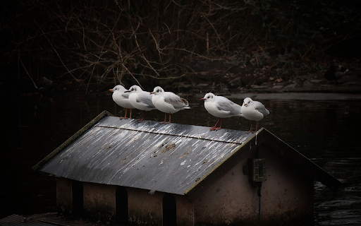 Seagulls and small house from Chrome web store to be run with OffiDocs Chromium online Seagulls and small house from Chrome web store to be run with OffiDocs Chromium online
