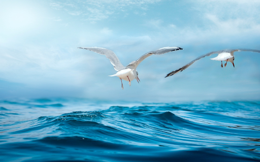 Seagulls fly over the sea  from Chrome web store to be run with OffiDocs Chromium online