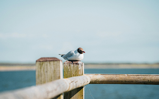 Seagull Sitting on a Wooden Pier  from Chrome web store to be run with OffiDocs Chromium online