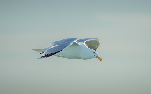 Seagull Soaring Gracefully in Clear Sky  from Chrome web store to be run with OffiDocs Chromium online