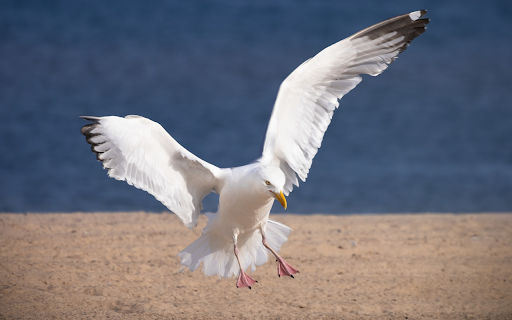Seagull Spreading Wings  from Chrome web store to be run with OffiDocs Chromium online