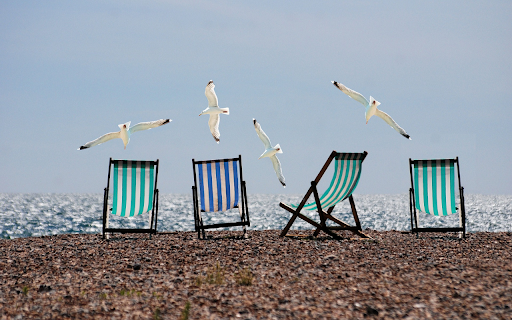 Seagulls spread their wings  from Chrome web store to be run with OffiDocs Chromium online