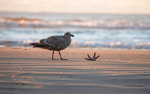 SEAGULL Theme  from Chrome web store to be run with OffiDocs Chromium online