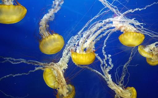 Sea jellyfish  from Chrome web store to be run with OffiDocs Chromium online