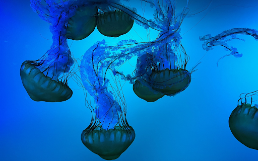 Sea jellyfish swimming around  from Chrome web store to be run with OffiDocs Chromium online