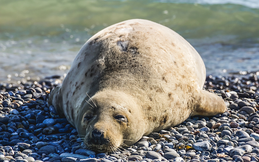 Sea lion  from Chrome web store to be run with OffiDocs Chromium online