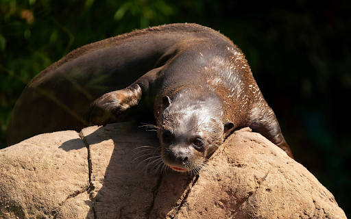 Sea lions sunbathe  from Chrome web store to be run with OffiDocs Chromium online