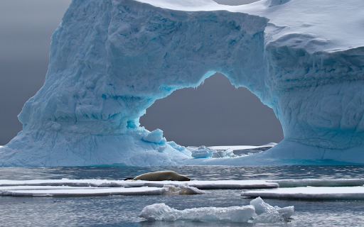 Seals Repose Under an Icy Arch  from Chrome web store to be run with OffiDocs Chromium online