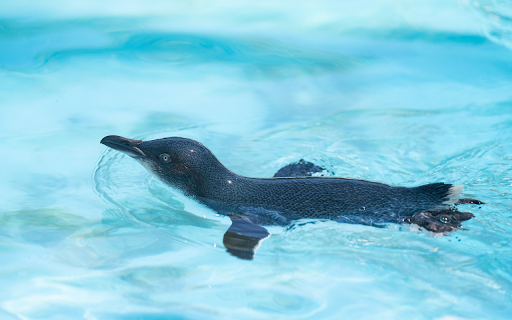 Seals swim  from Chrome web store to be run with OffiDocs Chromium online
