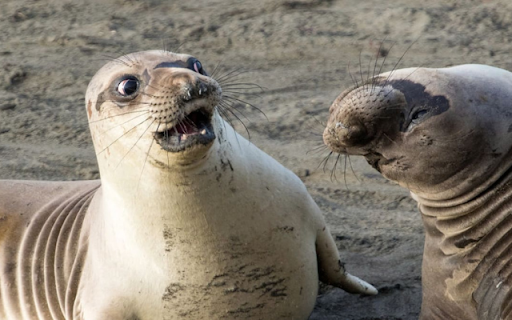 Seal: The Playful and Agile Ocean Swimmer  from Chrome web store to be run with OffiDocs Chromium online