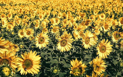 Sea of ​​Flowers  from Chrome web store to be run with OffiDocs Chromium online