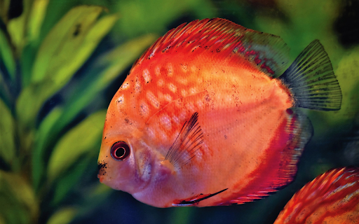 Sea orange fish  from Chrome web store to be run with OffiDocs Chromium online