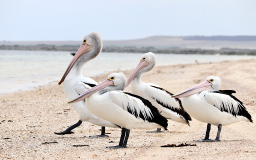 Sea Pelicans  from Chrome web store to be run with OffiDocs Chromium online