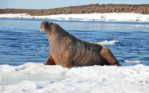 Sea Seal Theme – The Playful Spirit of the Ocean  from Chrome web store to be run with OffiDocs Chromium online