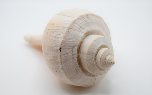 Sea Shell  from Chrome web store to be run with OffiDocs Chromium online