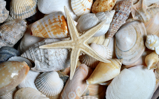 Seashells and Starfish  from Chrome web store to be run with OffiDocs Chromium online