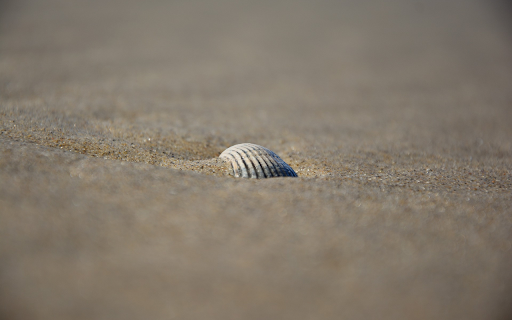 Seashells on the sand  from Chrome web store to be run with OffiDocs Chromium online