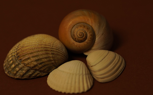 Seashell Still Life  from Chrome web store to be run with OffiDocs Chromium online