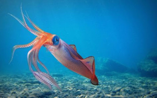 sea ​​squid wallpaper  from Chrome web store to be run with OffiDocs Chromium online