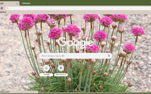 Sea Thrift  from Chrome web store to be run with OffiDocs Chromium online