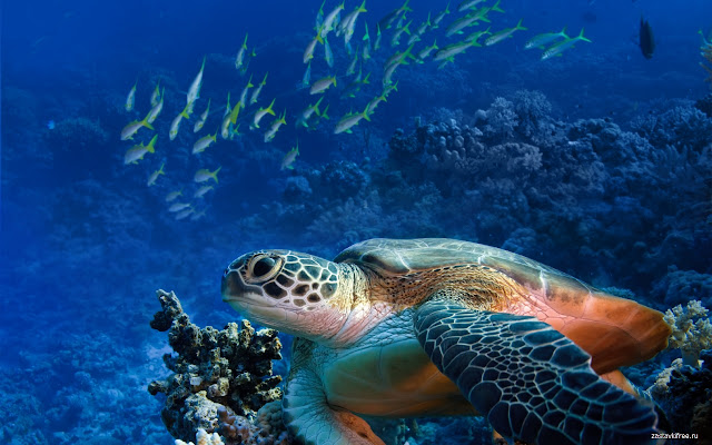 Sea Turtle  from Chrome web store to be run with OffiDocs Chromium online
