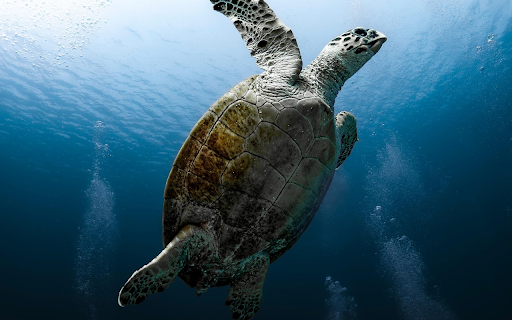 Sea Turtle Gliding Through the Deep  from Chrome web store to be run with OffiDocs Chromium online