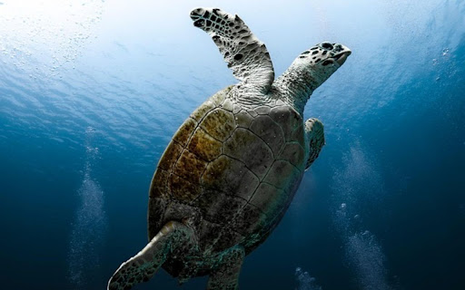 SEA TURTLE THEME  from Chrome web store to be run with OffiDocs Chromium online