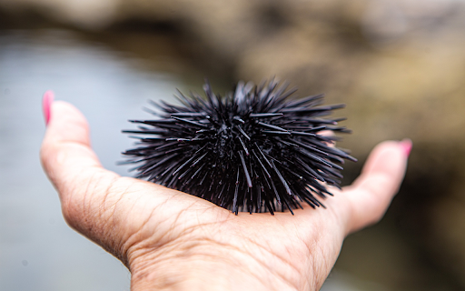 Sea urchin spines from Chrome web store to be run with OffiDocs Chromium online Sea urchin spines from Chrome web store to be run with OffiDocs Chromium online