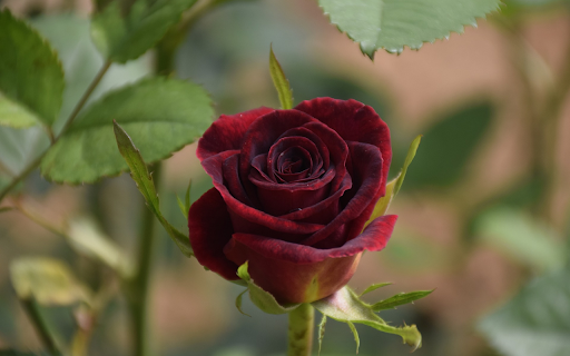 Seductive rose buds  from Chrome web store to be run with OffiDocs Chromium online