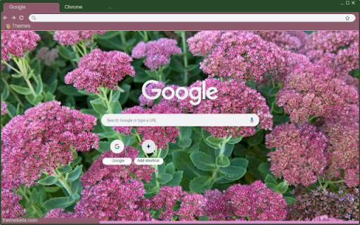 Sedum  from Chrome web store to be run with OffiDocs Chromium online