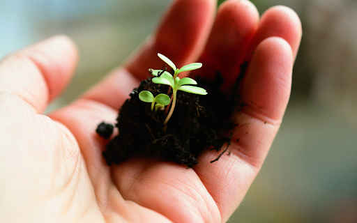 Seeding hands  from Chrome web store to be run with OffiDocs Chromium online