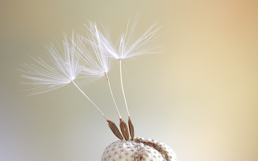 Seeds bloom  from Chrome web store to be run with OffiDocs Chromium online