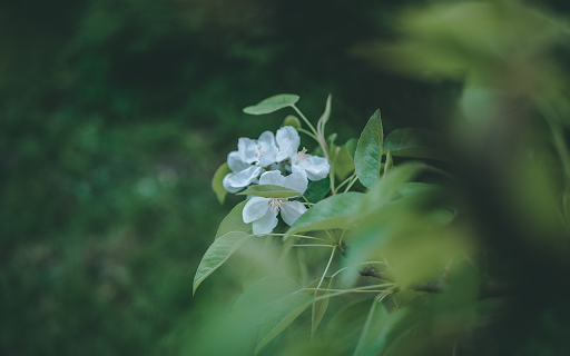 selective focus closeup shot white flowers with green leaves  from Chrome web store to be run with OffiDocs Chromium online