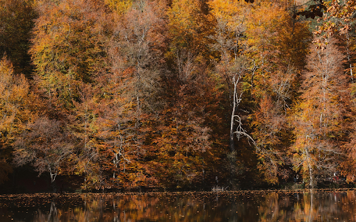 Serene Autumn Forest Lake in Bolu, Türkiye  from Chrome web store to be run with OffiDocs Chromium online