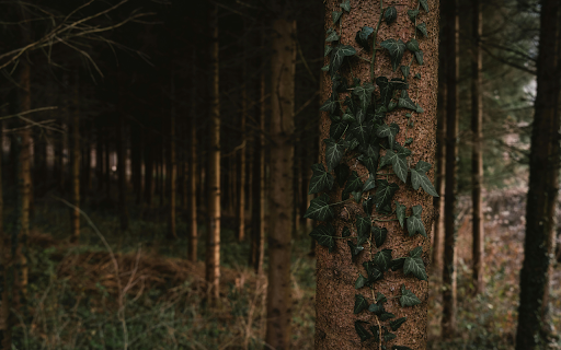 Serene Forest with Ivy covered Pine Tree  from Chrome web store to be run with OffiDocs Chromium online