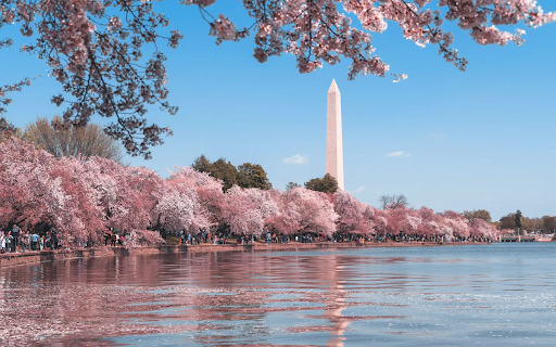 Serene Sakura  from Chrome web store to be run with OffiDocs Chromium online