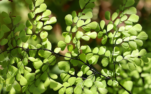 Serrated leaves and branches in the sun  from Chrome web store to be run with OffiDocs Chromium online
