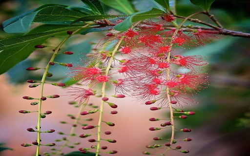 Sesame flowers wallpaper  from Chrome web store to be run with OffiDocs Chromium online
