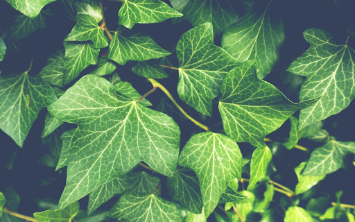 Set of vines  from Chrome web store to be run with OffiDocs Chromium online