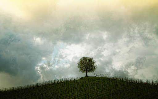 Shade trees  from Chrome web store to be run with OffiDocs Chromium online