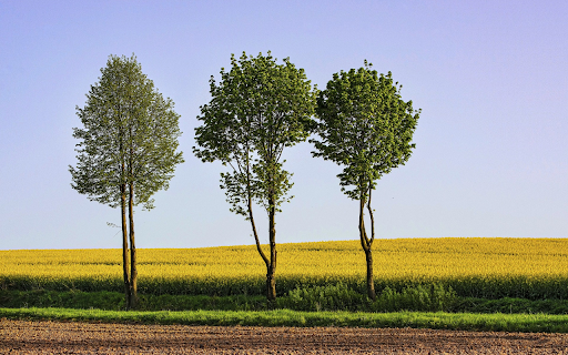 Shade trees and fields  from Chrome web store to be run with OffiDocs Chromium online