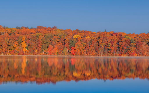 Shadows of trees under the river  from Chrome web store to be run with OffiDocs Chromium online