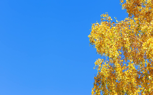 Shaking Yellow Leaves  from Chrome web store to be run with OffiDocs Chromium online